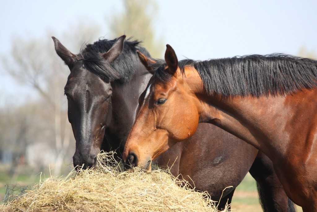 Watch Horses Of Gettysburg Online