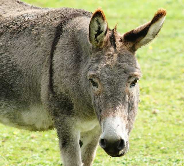 Donkey Skin