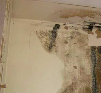 black mold removal in Salt Lake City