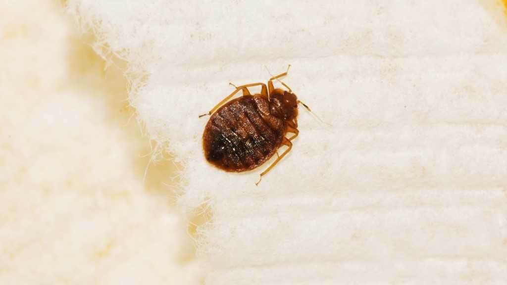 Bed bugs