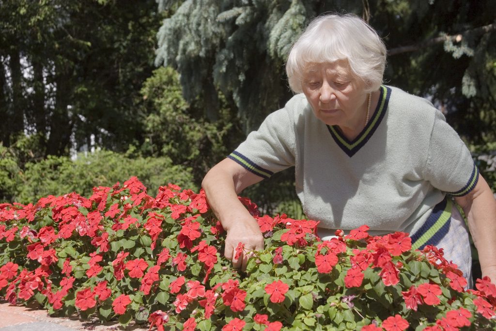 Grandmother fixing her garden