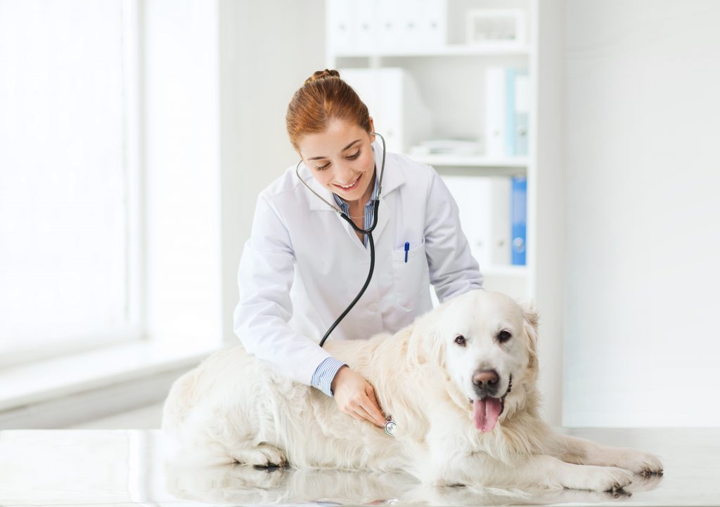 veterinarian tending a dog in a vet clinic