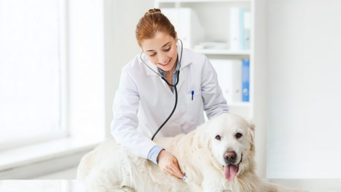 veterinarian tending a dog in a vet clinic