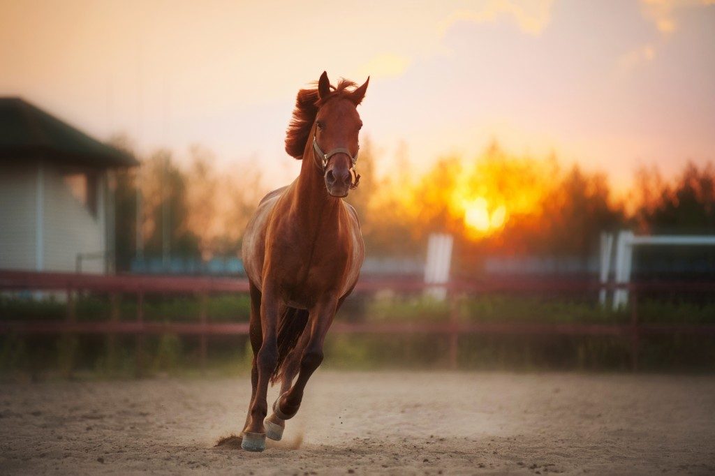 Horse galloping