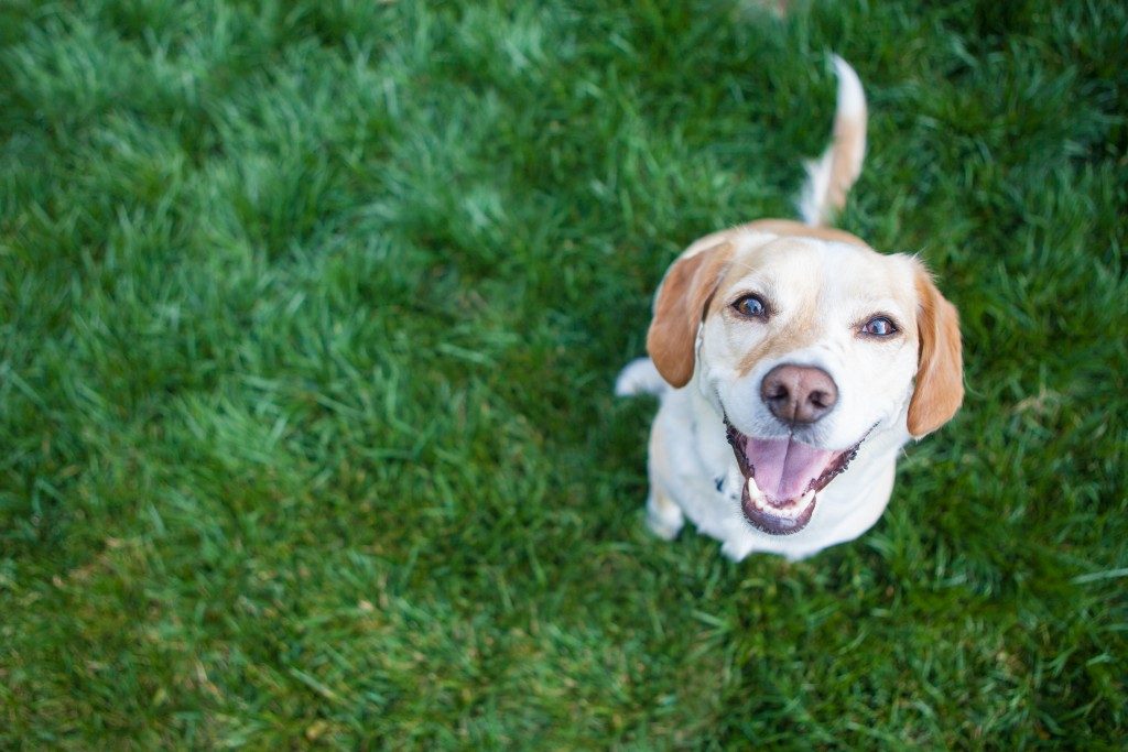 How much does this generation spend on dogs