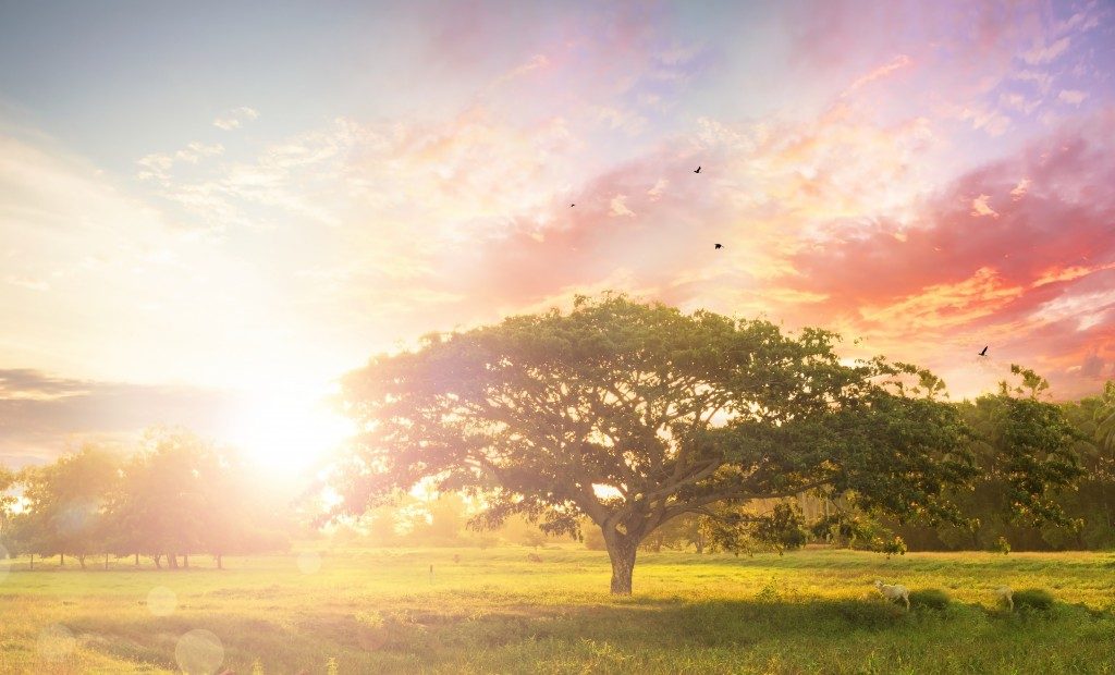 sunlight peeking through trees