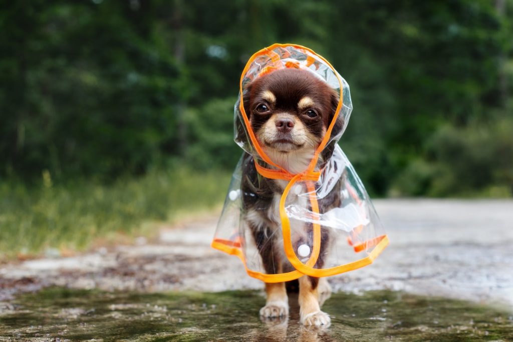 dog wearing a raincoat