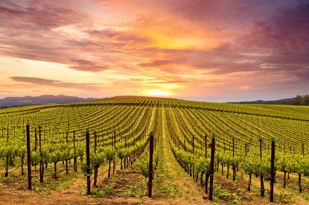 grape vineyard with sunset