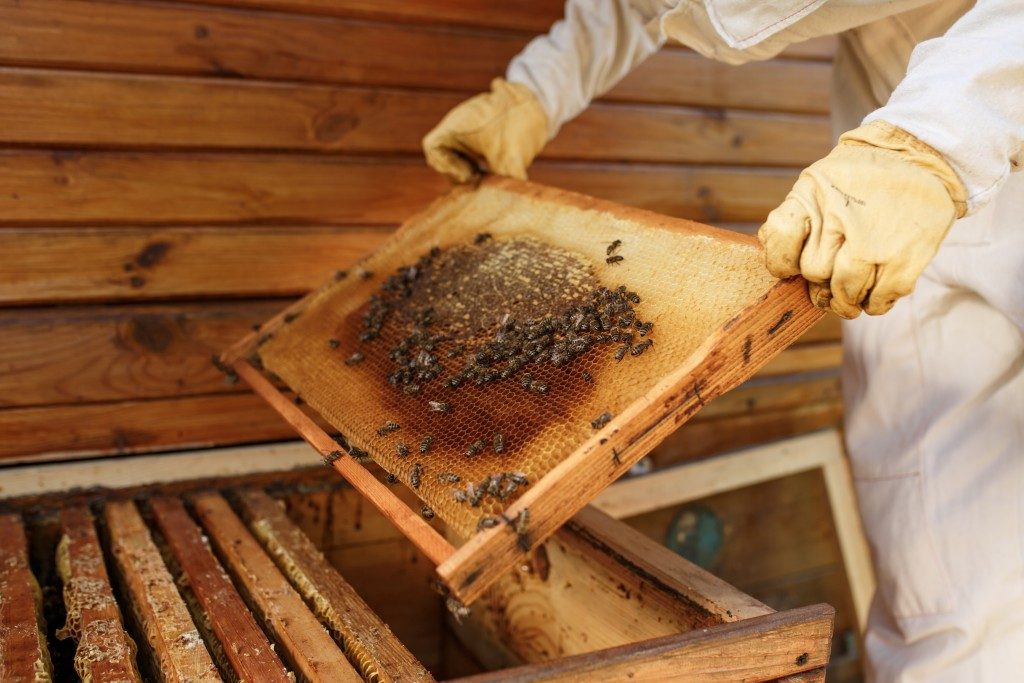 beekeeping