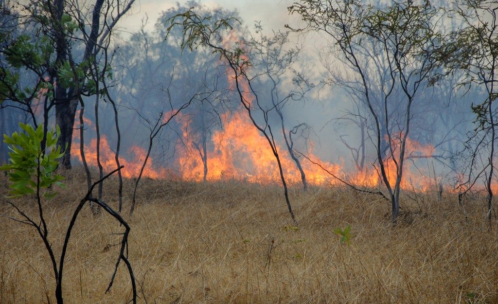 bushfire in Australian outback Nitmiluk National Park, Northern Territroy, Australia