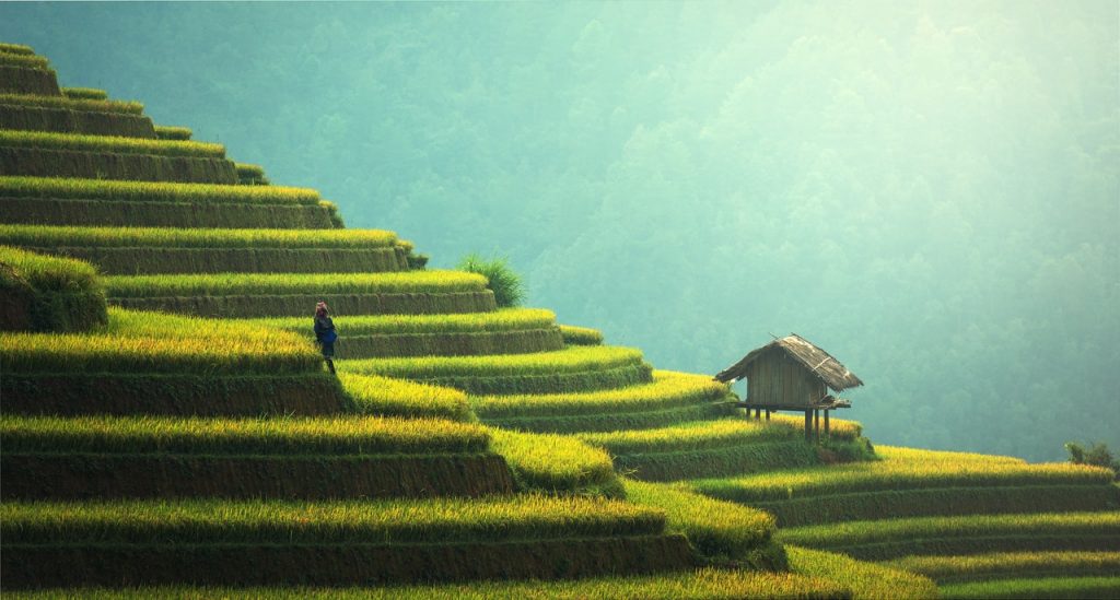 rice terraces