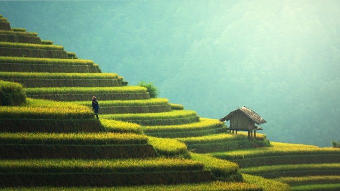 rice terraces